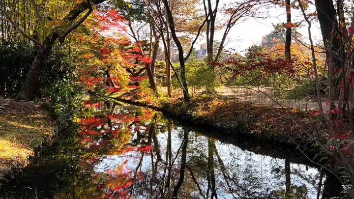 栗林公園 紅葉 高齢の母と一緒に行ってみた 香川県で行くべき観光スポット