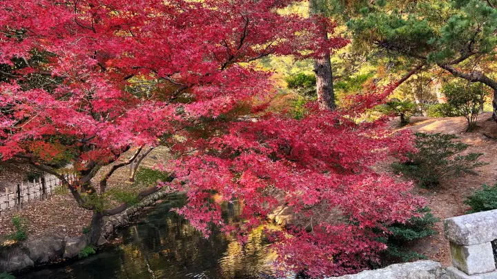 栗林公園 紅葉 高齢の母と一緒に行ってみた 香川県で行くべき観光スポット