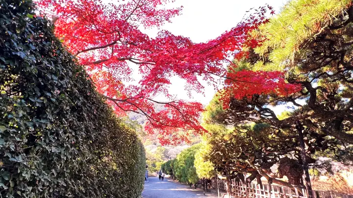 栗林公園 紅葉 高齢の母と一緒に行ってみた 香川県で行くべき観光スポット