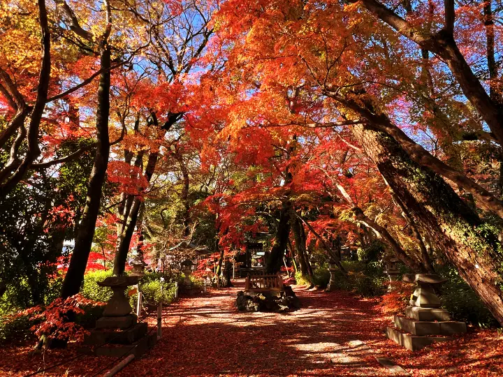 山内神社 日本一遅い紅葉は12月が見頃で綺麗で美しい 高知のパワースポット