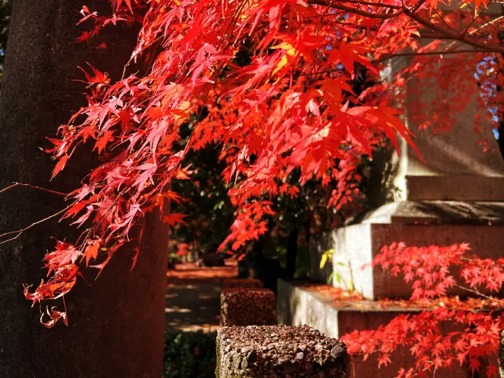 山内神社 日本一遅い紅葉は12月が見頃で綺麗で美しい 高知のパワースポット