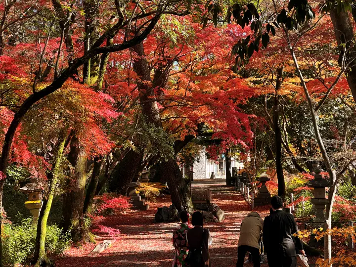 山内神社 日本一遅い紅葉は12月が見頃で綺麗で美しい 高知のパワースポット