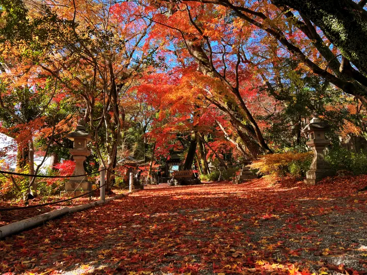 山内神社 日本一遅い紅葉は12月が見頃で綺麗で美しい 高知のパワースポット