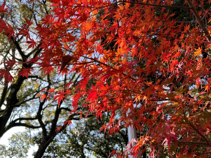 山内神社 日本一遅い紅葉は12月が見頃で綺麗で美しい 高知のパワースポット
