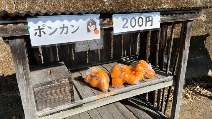 立目ぽんかん 高知ブランド柑橘 甘さの秘密と美味しい時期 旬を逃さず味わう