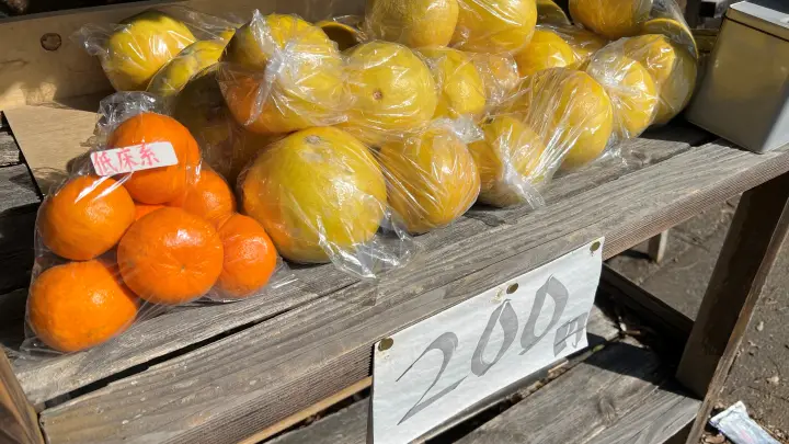 立目ぽんかん 高知ブランド柑橘 甘さの秘密と美味しい時期 旬を逃さず味わう