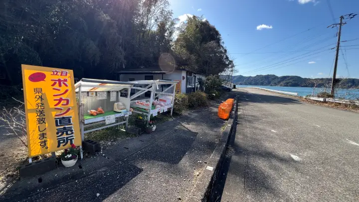 立目ぽんかん 高知ブランド柑橘 甘さの秘密と美味しい時期 旬を逃さず味わう