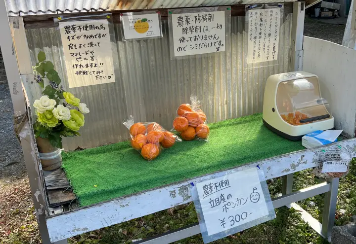 立目ぽんかん 高知ブランド柑橘 甘さの秘密と美味しい時期 旬を逃さず味わう