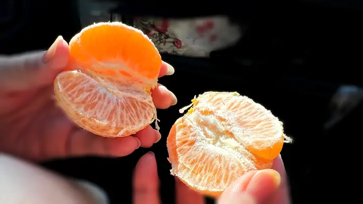 立目ぽんかん 高知ブランド柑橘 甘さの秘密と美味しい時期 旬を逃さず味わう