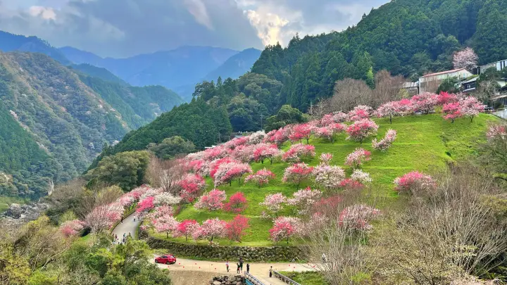 高知・仁淀川町「引地橋の花桃」が絶景!散策コースと駐車場、ドライブイン情報を紹介