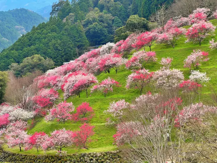 高知・仁淀川町「引地橋の花桃」が絶景!散策コースと駐車場、ドライブイン情報を紹介