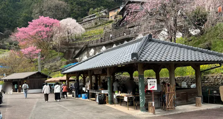 【高知・仁淀川町】中越家のしだれ桜の見頃と駐車場と徒歩・車での行き方を解説！樹齢250年の滝桜は圧巻の美しさ