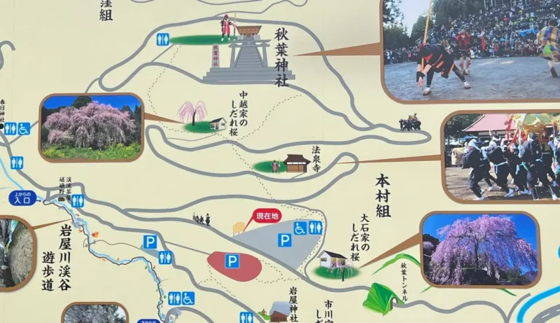 【高知・仁淀川町】中越家のしだれ桜の見頃と駐車場と徒歩・車での行き方を解説！樹齢250年の滝桜は圧巻の美しさ