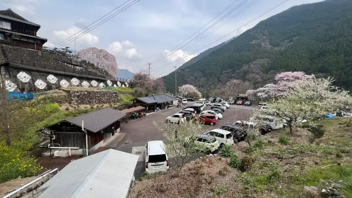 【高知・仁淀川町】中越家のしだれ桜の見頃と駐車場と徒歩・車での行き方を解説！樹齢250年の滝桜は圧巻の美しさ