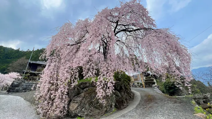 【高知・仁淀川町】中越家のしだれ桜の見頃と駐車場と徒歩・車での行き方を解説！樹齢250年の滝桜は圧巻の美しさ