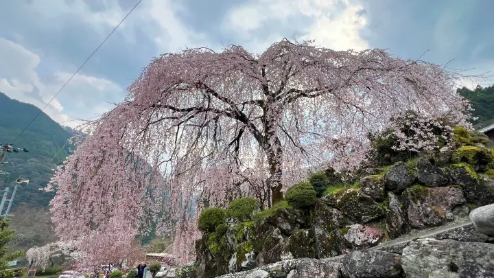 【高知・仁淀川町】中越家のしだれ桜の見頃と駐車場と徒歩・車での行き方を解説！樹齢250年の滝桜は圧巻の美しさ