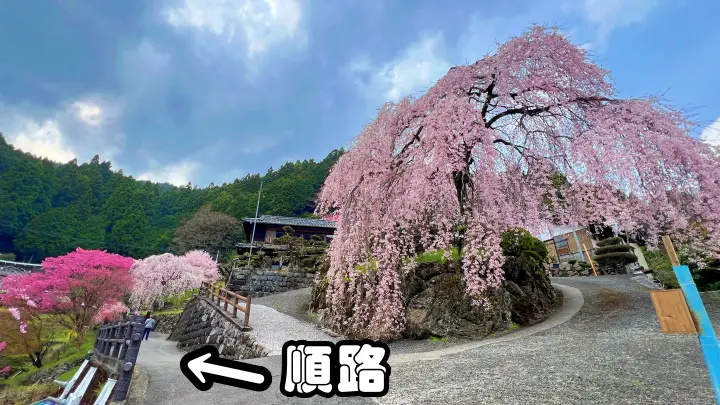 【高知・仁淀川町】中越家のしだれ桜の見頃と駐車場と徒歩・車での行き方を解説！樹齢250年の滝桜は圧巻の美しさ