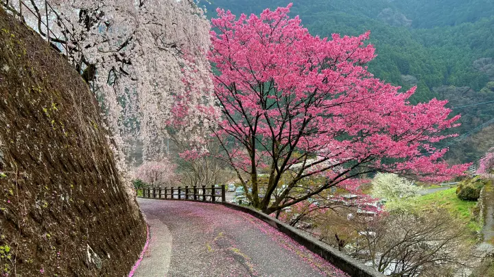 【高知・仁淀川町】中越家のしだれ桜の見頃と駐車場と徒歩・車での行き方を解説！樹齢250年の滝桜は圧巻の美しさ