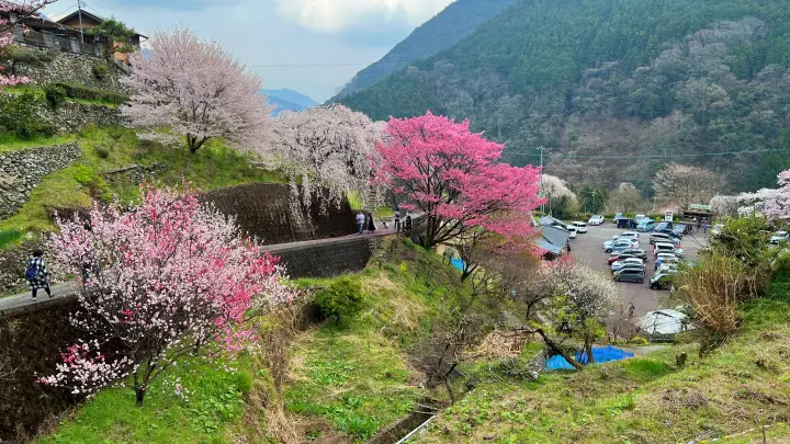 【高知・仁淀川町】中越家のしだれ桜の見頃と駐車場と徒歩・車での行き方を解説！樹齢250年の滝桜は圧巻の美しさ