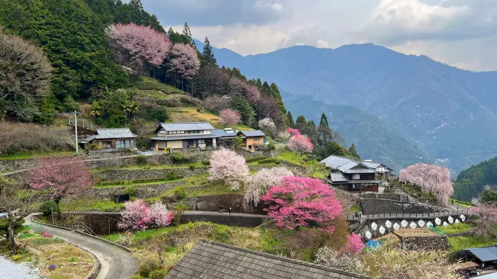 【高知・仁淀川町】中越家のしだれ桜の見頃と駐車場と徒歩・車での行き方を解説！樹齢250年の滝桜は圧巻の美しさ
