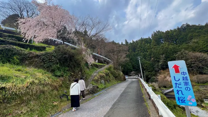 【高知・仁淀川町】中越家のしだれ桜の見頃と駐車場と徒歩・車での行き方を解説！樹齢250年の滝桜は圧巻の美しさ