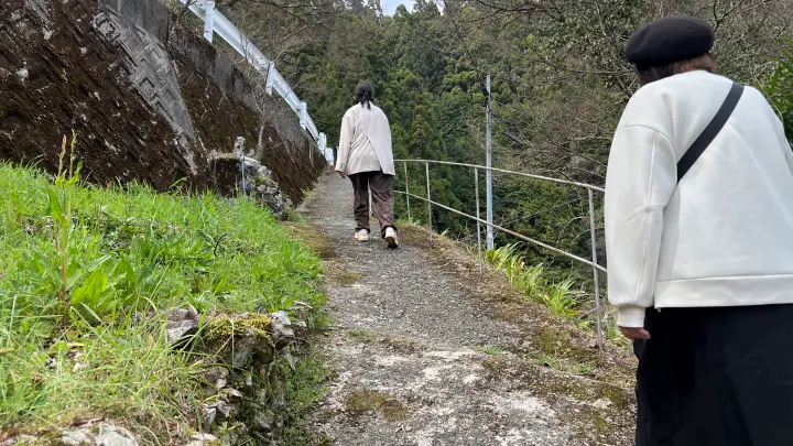 【高知・仁淀川町】中越家のしだれ桜の見頃と駐車場と徒歩・車での行き方を解説！樹齢250年の滝桜は圧巻の美しさ