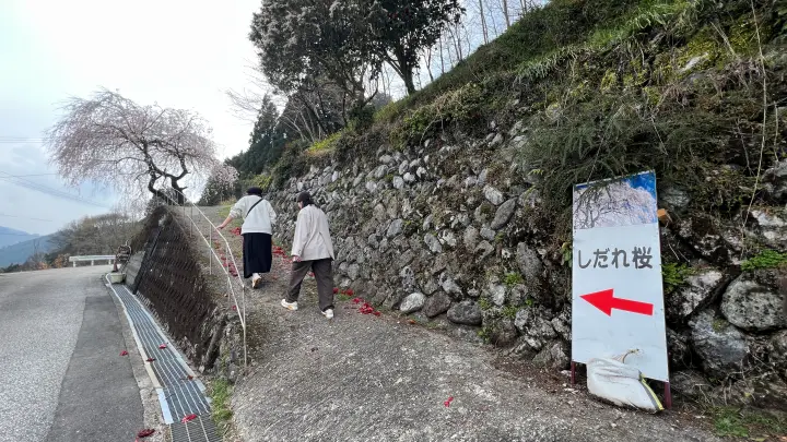 【高知・仁淀川町】中越家のしだれ桜の見頃と駐車場と徒歩・車での行き方を解説！樹齢250年の滝桜は圧巻の美しさ