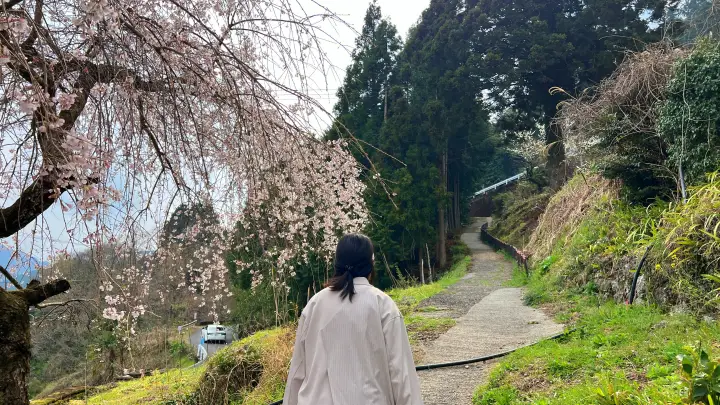 【高知・仁淀川町】中越家のしだれ桜の見頃と駐車場と徒歩・車での行き方を解説！樹齢250年の滝桜は圧巻の美しさ