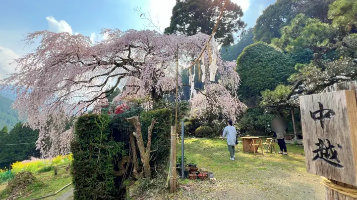 【高知・仁淀川町】中越家のしだれ桜の見頃と駐車場と徒歩・車での行き方を解説！樹齢250年の滝桜は圧巻の美しさ