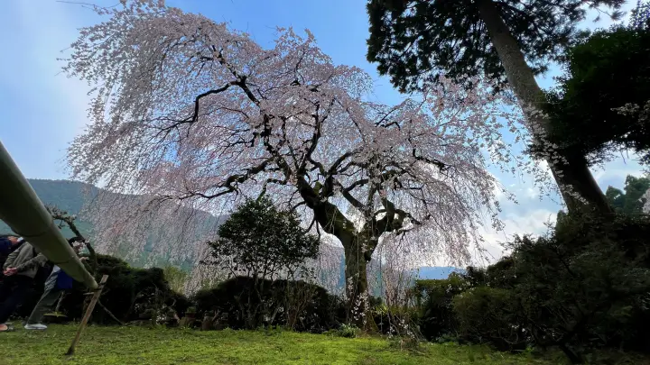 【高知・仁淀川町】中越家のしだれ桜の見頃と駐車場と徒歩・車での行き方を解説！樹齢250年の滝桜は圧巻の美しさ