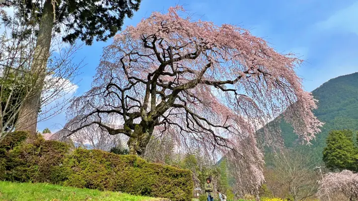【高知・仁淀川町】中越家のしだれ桜の見頃と駐車場と徒歩・車での行き方を解説！樹齢250年の滝桜は圧巻の美しさ