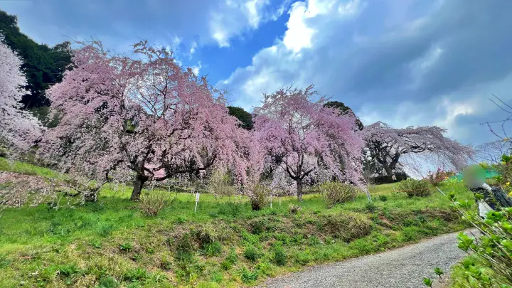 【高知・仁淀川町】中越家のしだれ桜の見頃と駐車場と徒歩・車での行き方を解説！樹齢250年の滝桜は圧巻の美しさ