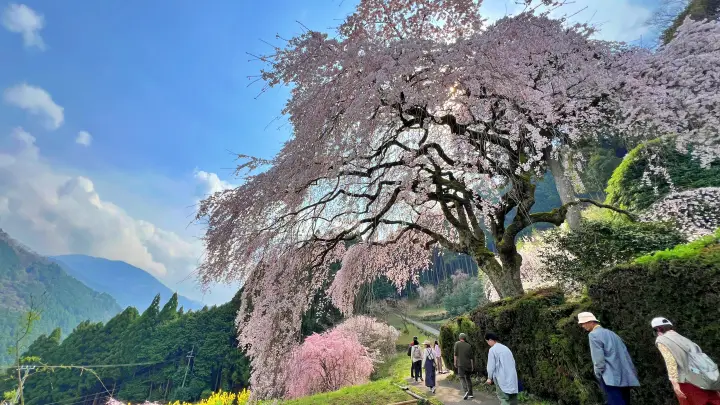 【高知・仁淀川町】中越家のしだれ桜の見頃と駐車場と徒歩・車での行き方を解説！樹齢250年の滝桜は圧巻の美しさ