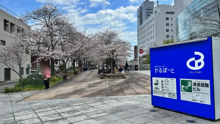 高知市 堀川沿いの桜並木 かるぽーと前は桜のトンネル