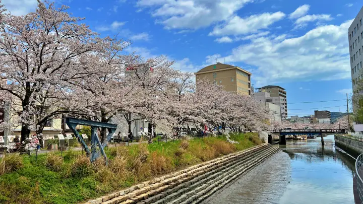 高知市 堀川沿いの桜並木 かるぽーと前は桜のトンネル