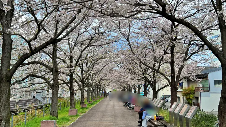 高知市 堀川沿いの桜並木 かるぽーと前は桜のトンネル