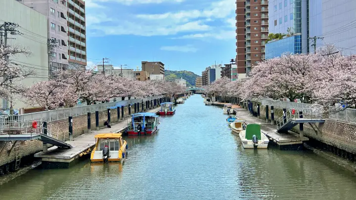 高知市 堀川沿いの桜並木 かるぽーと前は桜のトンネル