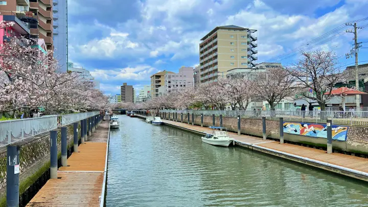 高知市 堀川沿いの桜並木 かるぽーと前は桜のトンネル