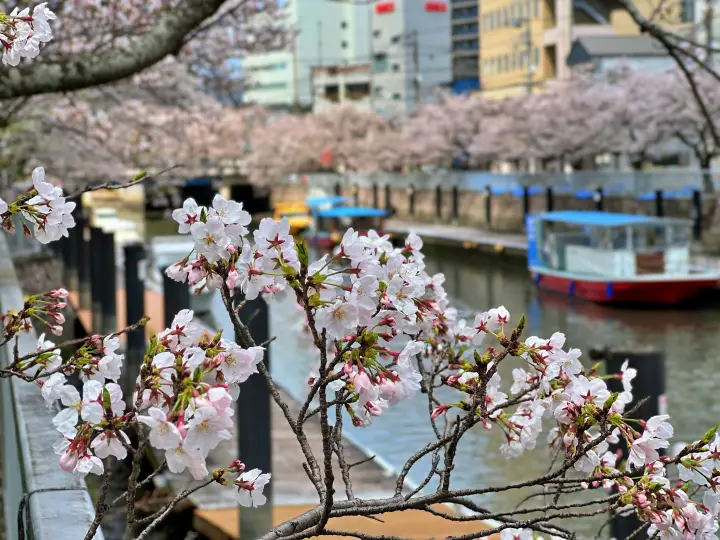 高知市 堀川沿いの桜並木 かるぽーと前は桜のトンネル