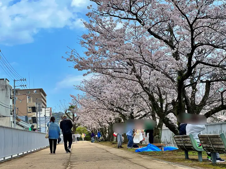 高知市 堀川沿いの桜並木 かるぽーと前は桜のトンネル