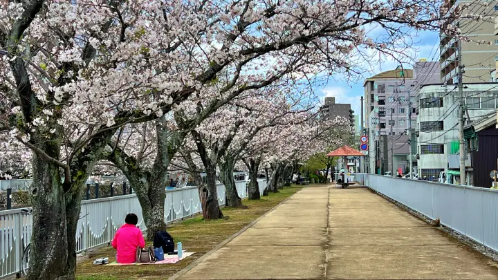 高知市 堀川沿いの桜並木 かるぽーと前は桜のトンネル
