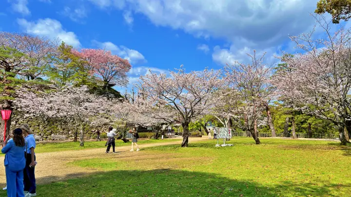 高知城｜三ノ丸で定番の桜スポット 裏には穴場スポット 夜は幻想的な桜