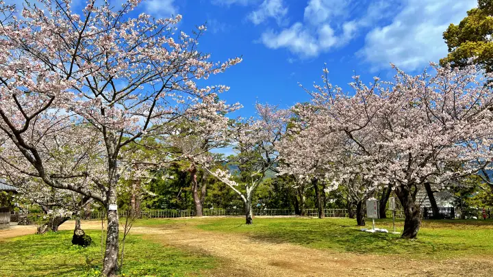 高知城｜三ノ丸で定番の桜スポット 裏には穴場スポット 夜は幻想的な桜