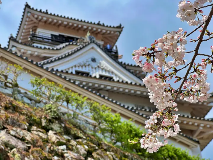 高知城｜三ノ丸で定番の桜スポット 裏には穴場スポット 夜は幻想的な桜