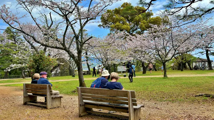 高知城｜三ノ丸で定番の桜スポット 裏には穴場スポット 夜は幻想的な桜