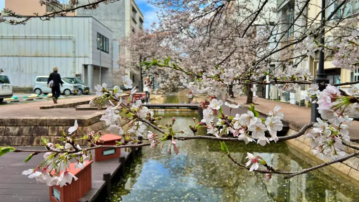 はりまや橋・葉山庭園よさこい公園 街中に咲く満開の桜