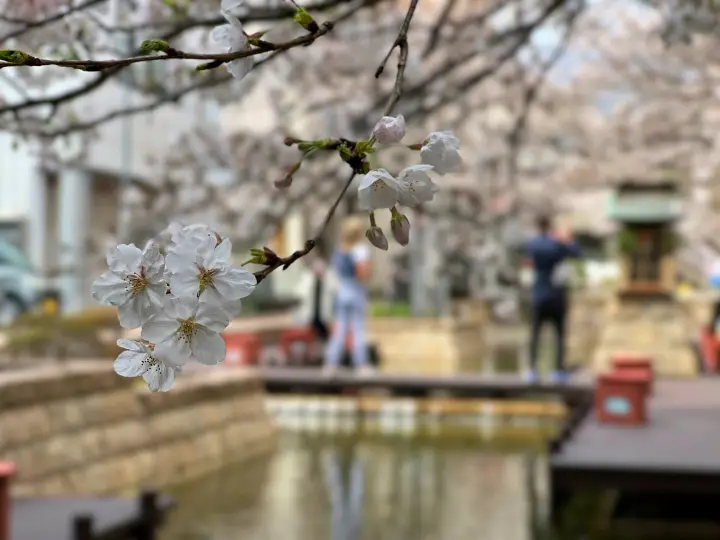 はりまや橋・葉山庭園よさこい公園 街中に咲く満開の桜
