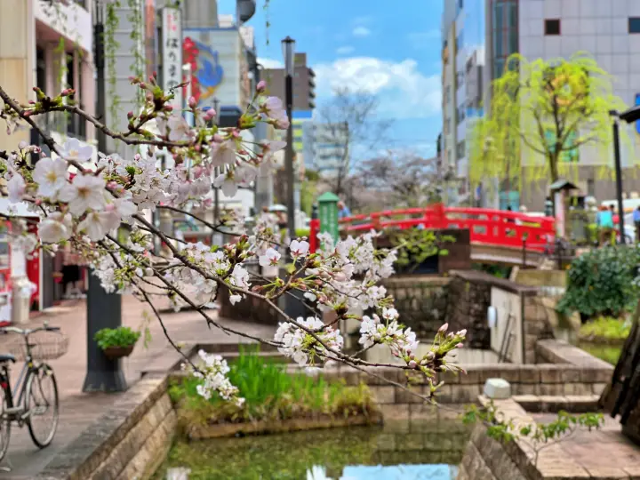 はりまや橋・葉山庭園よさこい公園 街中に咲く満開の桜