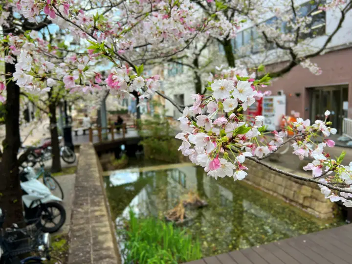 はりまや橋・葉山庭園よさこい公園 街中に咲く満開の桜