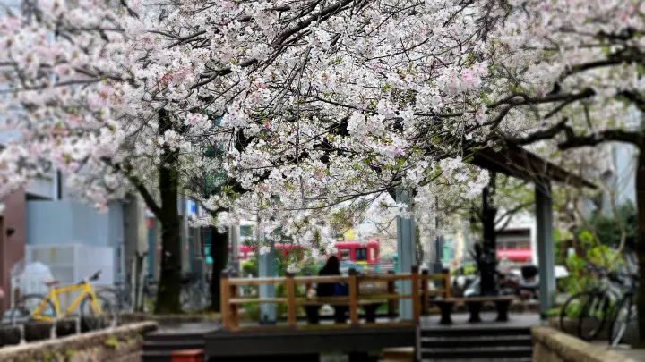 はりまや橋・葉山庭園よさこい公園 街中に咲く満開の桜